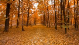 Life Insurance Open Enrollment: Making Smart Choices for the Fall Season