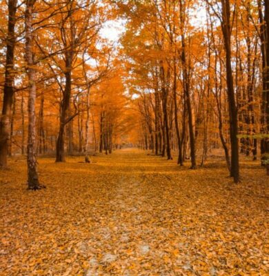 Life Insurance Open Enrollment: Making Smart Choices for the Fall Season