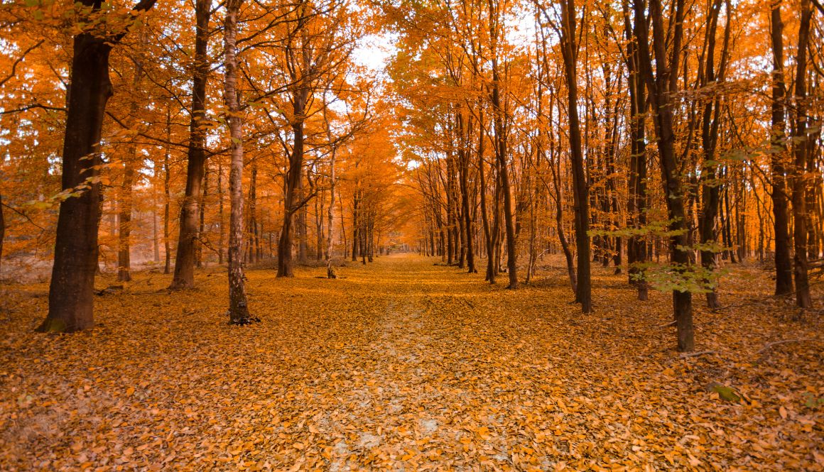 Life Insurance Open Enrollment: Making Smart Choices for the Fall Season